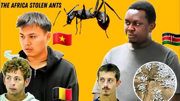 kenya-arrests-4-suspected-ant-traffickers-seize-5300-harvester-ants-ant-smugglers-caught-with-hundreds-of-prized-insects-in-kenya-ant-smuggling-wildlife-piracy-over-the-smuggling-of-ants-202504.jpeg | चक्क मुंग्यांची तस्करी Video; एका मुंगीची किंमत तब्बल ₹ 18000 रुपये | belgaum news | belgavkar बेळगावकर kenya-arrests-4-suspected-ant-traffickers-seize-5300-harvester-ants-ant-smugglers-caught-with-hundreds-of-prized-insects-in-kenya-ant-smuggling-wildlife-piracy-over-the-smuggling-of-ants-202504.jpeg | चक्क मुंग्यांची तस्करी Video; एका मुंगीची किंमत तब्बल ₹ 18000 रुपये | belgaum news | belgavkar बेळगावकर
