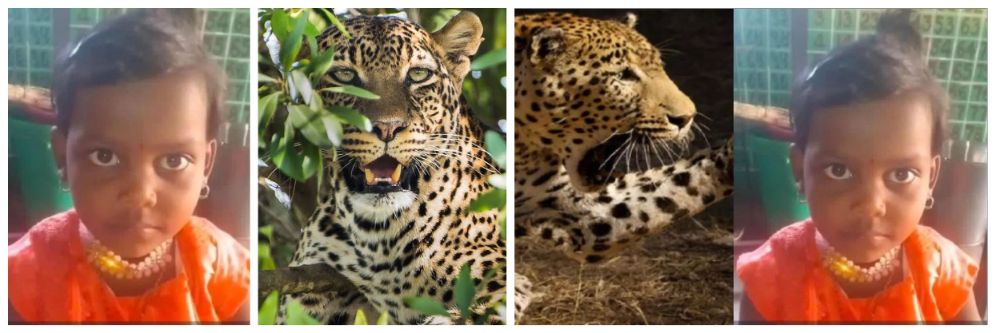 आईच्या डोळ्यादेखत 5 वर्षांच्या चिमुकलीला बिबट्याने उचलून नेलं