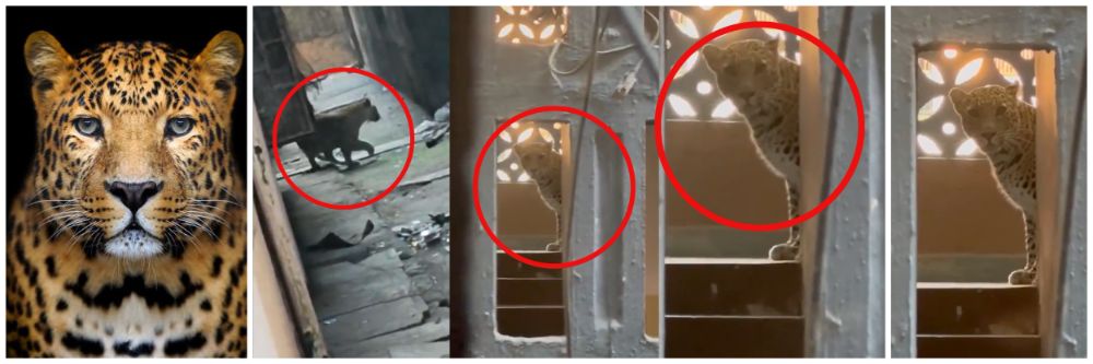 होणाऱ्या नवरीवर बिबट्याचा हल्ला;