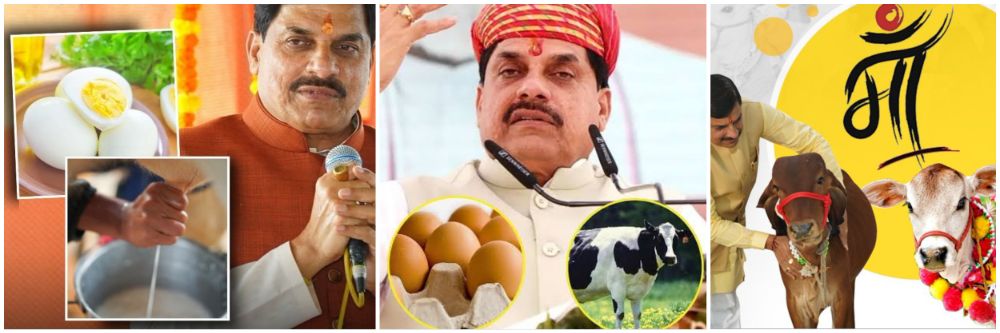 कशाला हवंय संडे हो या मंडे? गायीचं दूध प्या आणि निरोगी राहा