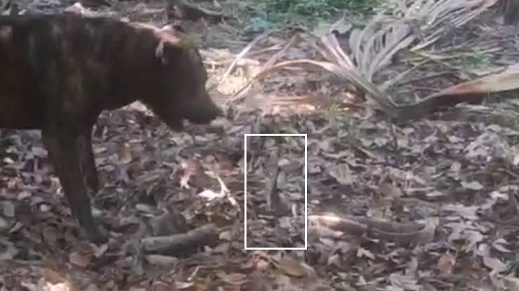 pitbull-doberman-fight-snake-to-save-owners-children-one-dies-due-to-snake-bite-202503.jpeg | @@ मुलांना वाचवण्यासाठी पिटबुल-डॉबरमॅन सापाशी भिडले... | belgaum news | belgavkar बेळगावकर