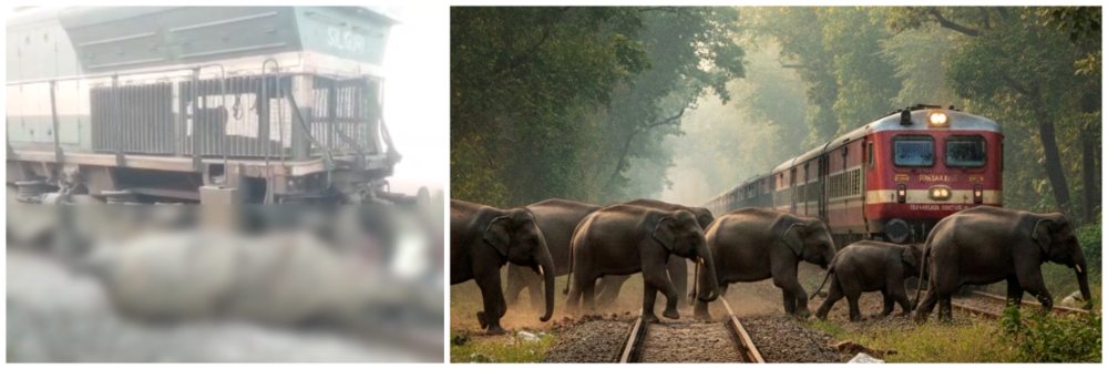 140 चा वेग अन् काळजाचा थरकाप; राजधानी एक्सप्रेसनं हत्तींच्या कळपाला उडवलं, इंजिनसह 5 डब्बे डबे घसरले — भीषण अपघात