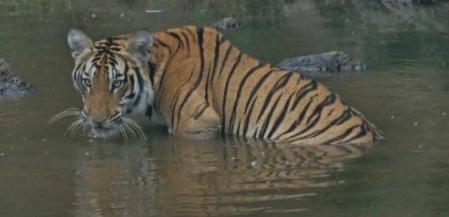 नदीतील पाणवठ्यात पट्टेरी वाघाचे दर्शन @चौकुळ