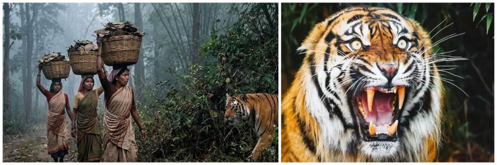 तेंदूपत्ता तोडण्यासाठी जंगलात; थरकाप;