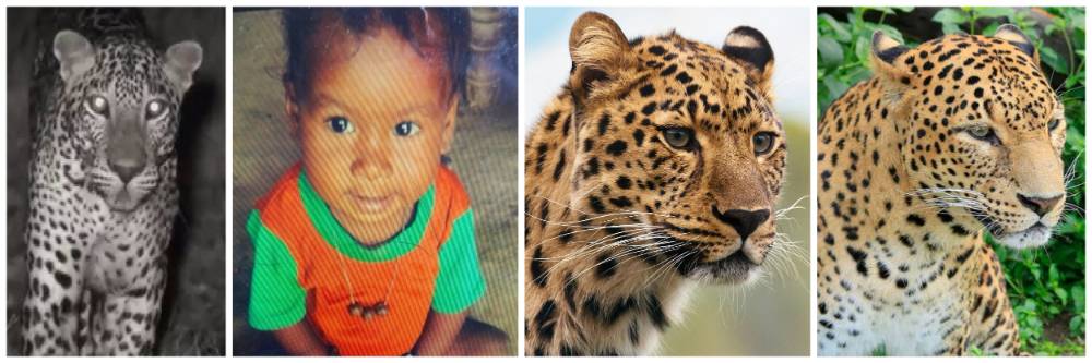 आईच्या कुशीत झोपलेल्या चिमुकल्याला बिबट्या घेऊन गेला