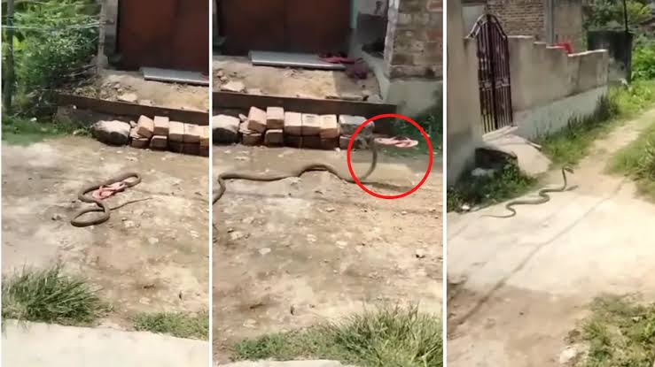 बदल्याचा कडक Video...! महिलेने चप्पल फेकून मारली, साप ती घेऊन पळाला; एकदा पहाच Video