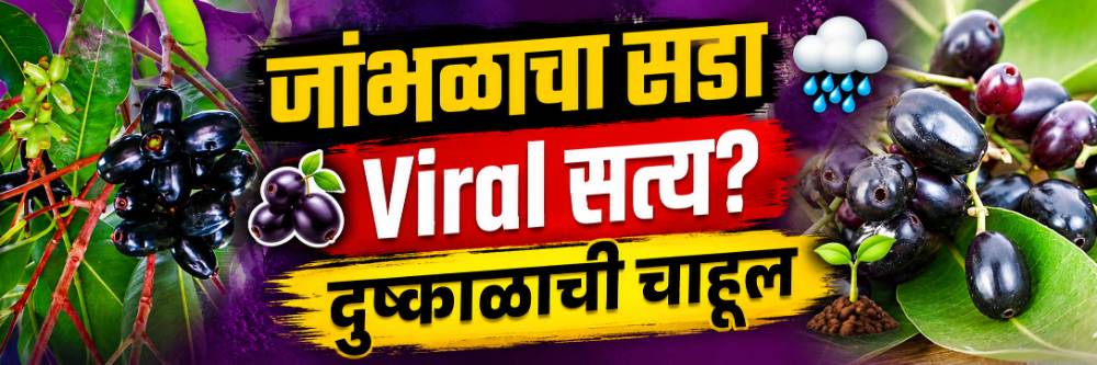 भरपूर जांभळे आली की दुष्काळ पडतो; व्हायरल दाव्यामागचे खरे विज्ञान काय?